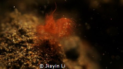 algae shrimp by Jiayin Li 